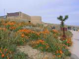 Antelope valley poppy 004.JPG